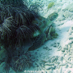 taken in bonaire, 6mp camera no flash or strbe by Dylan Mccrady 
